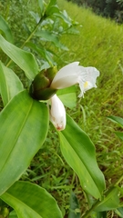 Costus arabicus