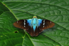 Astraptes fulgerator