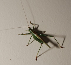 Conocephalomima barameda
