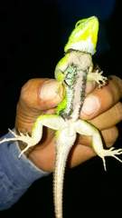Sceloporus formosus