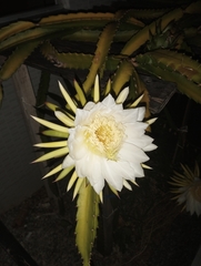 Selenicereus setaceus