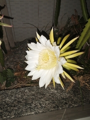 Selenicereus setaceus