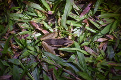 Lithobates berlandieri