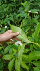 Costus arabicus
