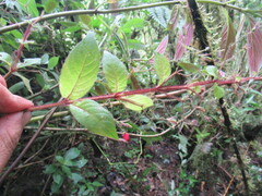 Stenostephanus