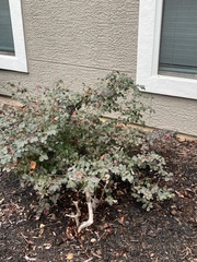Loropetalum