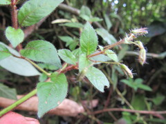 Stenostephanus