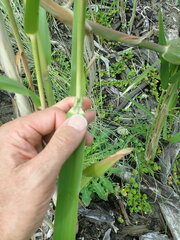 Phragmites karka