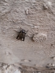 Melanogryllus desertus