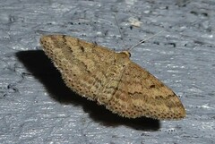 Scopula rubraria