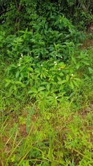 Costus arabicus