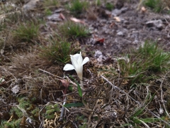 Zephyranthes americana