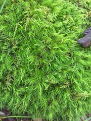 Dicranoloma menziesii