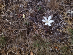 Zephyranthes americana