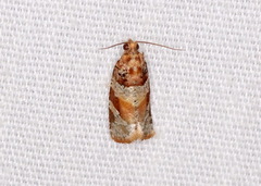 Argyrotaenia kimballi