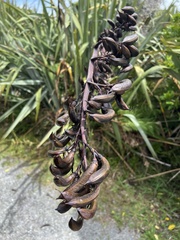 Phormium tenax