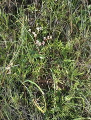 Micranthes californica