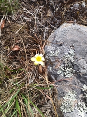 Zephyranthes americana