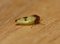 Batracomorphus