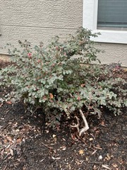 Loropetalum