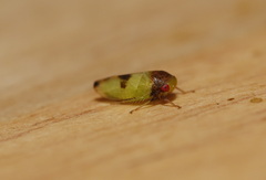 Batracomorphus