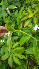 Costus arabicus
