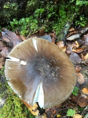 Amanita nothofagi