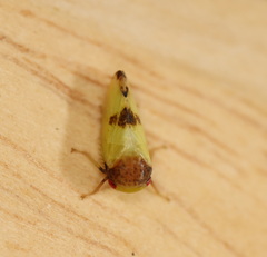 Batracomorphus