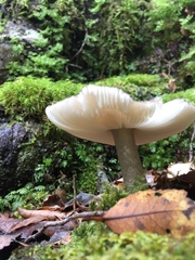 Amanita nothofagi