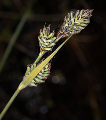 Carex buxbaumii