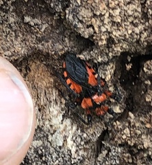 Tegea atropicta
