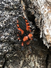 Tegea atropicta