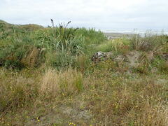 Phragmites karka