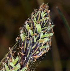 Carex buxbaumii