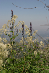 Aconitum leucostomum