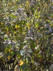 Ageratina glabrata