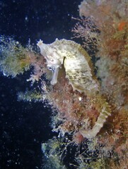 Hippocampus whitei