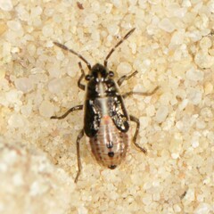 Melacoryphus lateralis