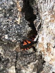 Tegea atropicta