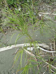 Phragmites karka
