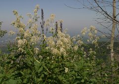 Aconitum leucostomum