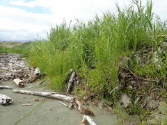 Phragmites karka