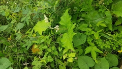 Solanum stramoniifolium