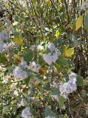 Ageratina glabrata