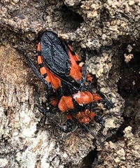 Tegea atropicta