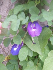 Clitoria