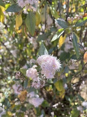 Ageratina glabrata