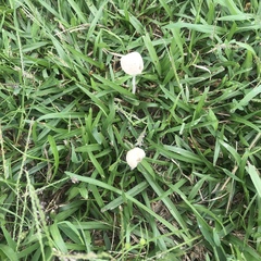 Conocybe apala albipes