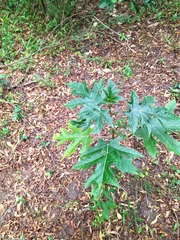 Solanum atropurpureum