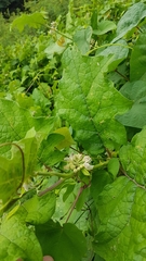 Solanum stramoniifolium